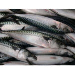 Fresh Mackerel pack