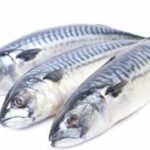 Fresh Mackerel