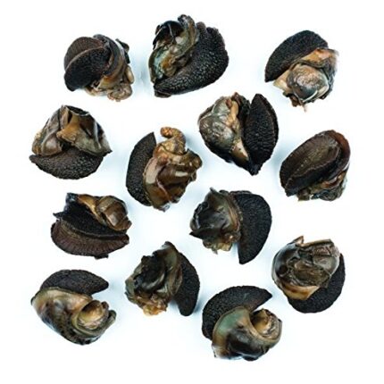 Snail